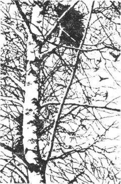 Леонид Семаго - Гнездо над крыльцом